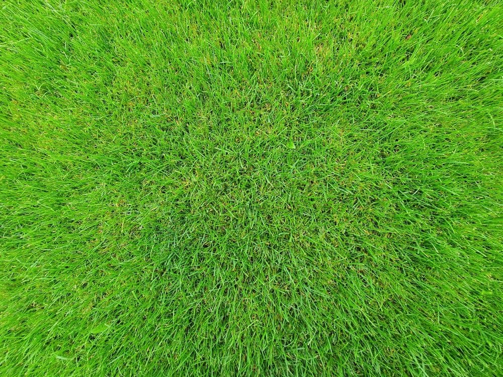 Close-up of thick green grass.